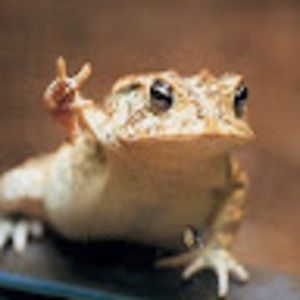 Meet your Posher, Chase